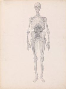 人体の構造と虎および家禽の構造の比較解剖学的解説：  人体前面像（解剖最終段階の完成研究） 作： ジョージ・スタッブス