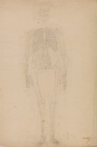 人体の構造と虎および家禽の構造の比較解剖学的解説：人体骨格 前面図 作： ジョージ・スタッブス