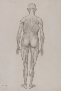 人体の構造と虎および家禽の構造の比較解剖学的説明：人体後面図（表XIIの完成図とほぼ同じ） 作： ジョージ・スタッブス
