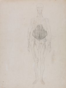 人体の構造と虎および家禽の構造の比較解剖学的説明：人体前面図（大略） 作： ジョージ・スタッブス