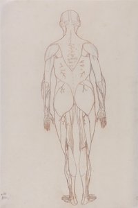 人体の構造と虎および家禽の構造の比較解剖学的説明：人体後面図（表XIIの主要図のための外形図） 作： ジョージ・スタッブス