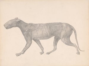 人体の構造と虎および家禽の構造の比較解剖学的説明：  タイガー、側面図、皮膚と組織を除去した状態（第9表のための完成研究） 作： ジョージ・スタッブス