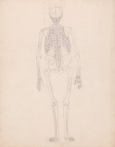 人体の構造と虎および家禽の構造の比較解剖学的解説：ヒトの骨格、後面 作： ジョージ・スタッブス