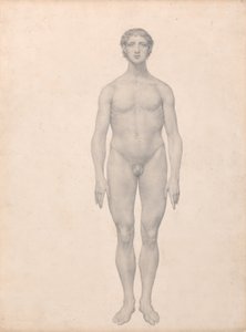 人体の構造と虎および家禽の構造の比較解剖学的説明：  人体像、前面図、未解剖（表VIのための完成習作） 作： ジョージ・スタッブス