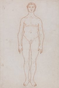 人体の構造と虎および家禽の構造の比較解剖学的説明：人体前面図（表VI用概要図） 作： ジョージ・スタッブス