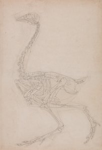 人体の構造と虎および家禽の構造の比較解剖学的説明：家禽の骨格、側面図（おそらく他の図面に使用される家禽の骨格の比率の基本的研究） 作： ジョージ・スタッブス