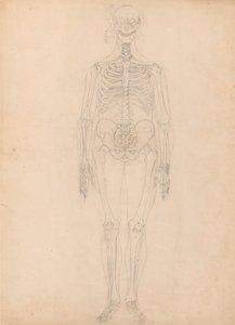 人体の構造と虎および家禽の構造の比較解剖学的解説：人体骨格 前面図 作： ジョージ・スタッブス