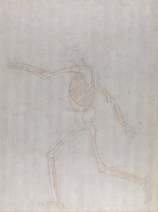人体の構造と虎および家禽の構造の比較解剖学的解説：人体骨格側面図 作： ジョージ・スタッブス