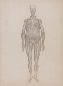 人体の構造と虎および家禽の構造の比較解剖学的説明：人体前面図（出版されなかったプレートのために意図されたもの） 作： ジョージ・スタッブス