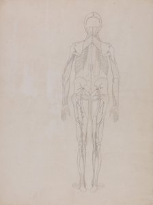 人体の構造と虎および家禽の構造の比較解剖学的説明：人体後面図（未刊行版要部概略図） 作： ジョージ・スタッブス