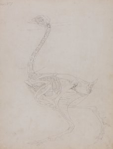 人体の構造と虎および家禽の構造の比較解剖学的解説：  家禽の体、側面図 作： ジョージ・スタッブス