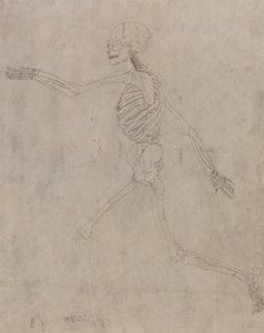 人体の構造と虎および家禽の構造の比較解剖学的解説：人体骨格側面図 作： ジョージ・スタッブス