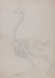人体の構造と虎および家禽の構造の比較解剖学的解説：  家禽の骨格、側面図（概要図） 作： ジョージ・スタッブス