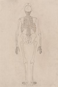 人体の構造と虎および家禽の構造の比較解剖学的解説：ヒトの骨格、後面（表II関係） 作： ジョージ・スタッブス