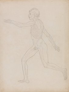 人体の構造と虎および家禽の構造の比較解剖学的説明：人体側面図 作： ジョージ・スタッブス