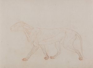 人体の構造と虎および家禽の構造の比較解剖学的解説：虎の体、側面図（解剖の第三段階を示す） 作： ジョージ・スタッブス