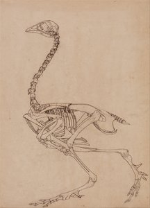 人体の構造と虎および家禽の構造の比較解剖学的説明：  家禽の骨格、側面図（表Vのキー・フィギュアのための研究） 作： ジョージ・スタッブス
