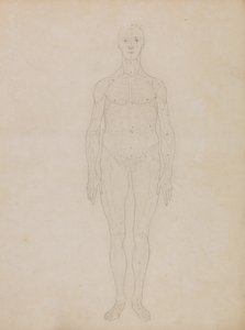 人体の構造と虎および家禽の構造の比較解剖学的説明：人体前面図の研究（おそらく表XIに関連したものであろう） 作： ジョージ・スタッブス