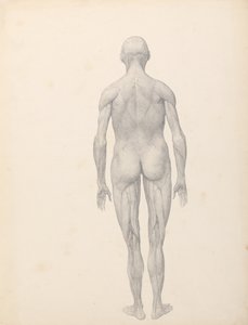 人体の構造と虎および家禽の構造の比較解剖学的説明：  人体像、後面図、部分解剖（表XIIのための完成習作） 作： ジョージ・スタッブス