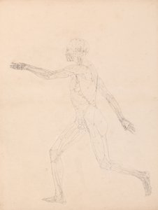 人体の構造と虎および家禽の構造の比較解剖学的説明：人体側面図（表XIIIのキー図について） 作： ジョージ・スタッブス