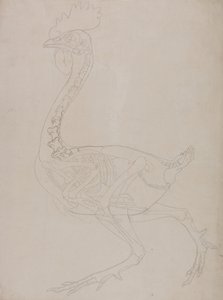 人体の構造と虎および家禽の構造の比較解剖学的解説：  家禽の骨格、側面図 作： ジョージ・スタッブス