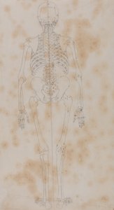 人体の構造と虎および家禽の構造の比較解剖学的解説：人体骨格後面図（おそらく骨格研究の最初のものであろう） 作： ジョージ・スタッブス