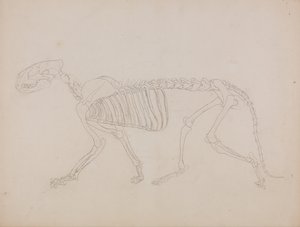人体の構造と虎および家禽の構造の比較解剖学的解説：虎の骨格、側面図 作： ジョージ・スタッブス