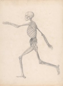 人体の構造と虎および家禽の構造の比較解剖学的説明：人体像、側面像（未発表の表のための完成研究、解剖の最終段階を表す） 作： ジョージ・スタッブス