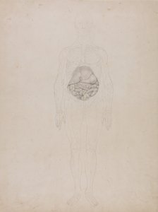人体の構造と虎および家禽の構造の比較解剖学的説明：人体前面図（概要図） 作： George Stubbs