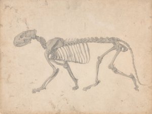 人体の構造と虎および家禽の構造の比較解剖学的解説：虎の骨格、側面図（表IVのための完成研究） 作： ジョージ・スタッブス