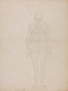 人体の構造と虎および家禽の構造の比較解剖学的説明：人体後面図 作： ジョージ・スタッブス