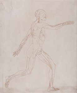 人体の構造と虎および家禽の構造の比較解剖学的説明：人体図、側面図（表XIIIのキー・フィギュアのプレートに転写するために準備されたもの） 作： ジョージ・スタッブス