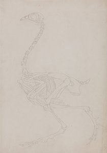人体の構造と虎および家禽の構造の比較解剖学的解説：  家禽の骨格、側面図 作： ジョージ・スタッブス
