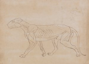 人体の構造と虎および家禽の構造の比較解剖学的解説：  虎の体側面図（要部概略図） 作： ジョージ・スタッブス