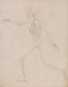 人体の構造と虎および家禽の構造の比較解剖学的説明：ヒトの骨格、側面図（当初は表IIIを構成する重要な図として作成されたが、後に放棄された可能性がある） 作： ジョージ・スタッブス