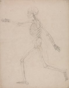人体の構造と虎および家禽の構造の比較解剖学的解説：人体骨格側面図 作： ジョージ・スタッブス