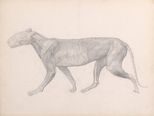 人体の構造と虎および家禽の構造の比較解剖学的説明：  筋肉を覆う結合組織を除去した虎の側面図（第十四表のための完成された研究） 作： ジョージ・スタッブス