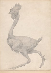 人体の構造と虎および家禽の構造の比較解剖学的説明：ほとんどの羽を取り除いた家禽の側面図（表Xのための完成された研究） 作： ジョージ・スタッブス