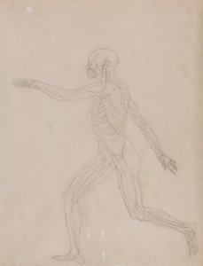人体の構造と虎および家禽の構造の比較解剖学的説明：人体側面図 作： ジョージ・スタッブス