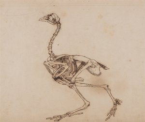 人体の構造と虎および家禽の構造の比較解剖学的説明：  ドーキング・ヘンの骨格、側面図（おそらく未発表のキー・フィギュア用に作成されたものであろう） 作： ジョージ・スタッブス