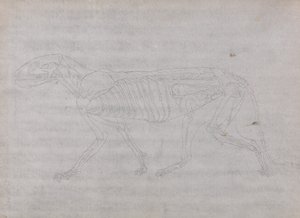 人体の構造と虎および家禽の構造の比較解剖学的解説：虎の体、側面図 作： ジョージ・スタッブス