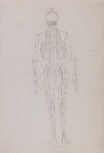 人体の構造と虎および家禽の構造の比較解剖学的解説：人体像・後面図（解剖の最終段階を示す重要図形の概要図） 作： ジョージ・スタッブス