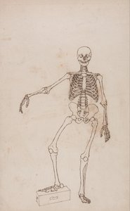人体の構造と虎および家禽の構造の比較解剖学的解説：人間の骨格、前面図 作： ジョージ・スタッブス