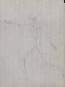 人体の構造と虎および家禽の構造の比較解剖学的説明：人体側面図 作： ジョージ・スタッブス