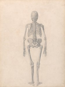 人体の構造と虎および家禽の構造の比較解剖学的説明：ヒトの骨格、後面（表IIのための完成研究） 作： ジョージ・スタッブス