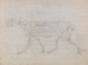 人体の構造と虎および家禽の構造の比較解剖学的解説：虎の体、側面図 作： ジョージ・スタッブス