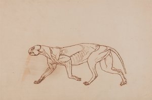 人体の構造と虎および家禽の構造の比較解剖学的解説：  ヒョウの体、側面図（解剖の後期、表層結合組織と耳が取り除かれている） 作： ジョージ・スタッブス