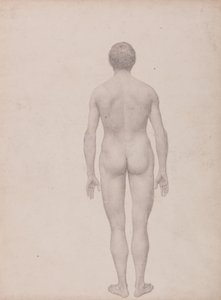 人体の構造と虎および家禽の構造の比較解剖学的説明：人体像、後面、未解剖（表VIIのための完成習作） 作： ジョージ・スタッブス