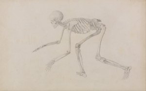 人体の構造と虎および家禽との比較解剖学的説明：人体骨格側面図（這い這い姿勢、未発表表用完成習作） 作： ジョージ・スタッブス