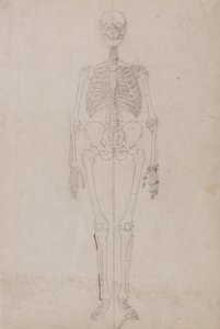 人体の構造と虎および家禽の構造の比較解剖学的解説：  人間の骨格、前面図（最終研究） 作： ジョージ・スタッブス